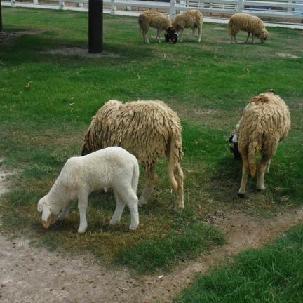 มาลัยฟาร์ม ชะอำ