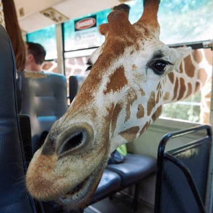 สวนสัตว์เปิด ซาฟารี ปาร์ค