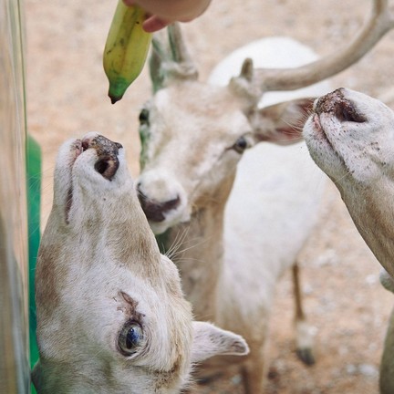 สวนสัตว์เปิด ซาฟารี ปาร์ค