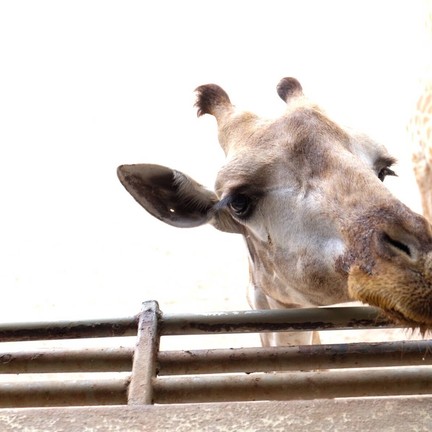 ซาฟารีเวิลด์