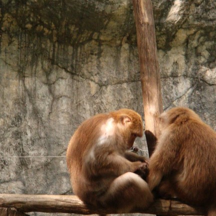 สวนสัตว์เชียงใหม่