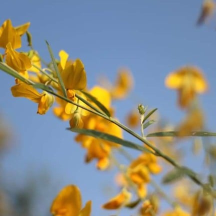 ทุ่งปอเทือง ไร่ธรรมชัย