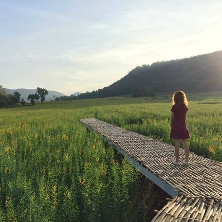 ทุ่งปอเทือง ไร่ธรรมชัย