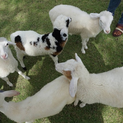 ลูกแกะน่ารัก