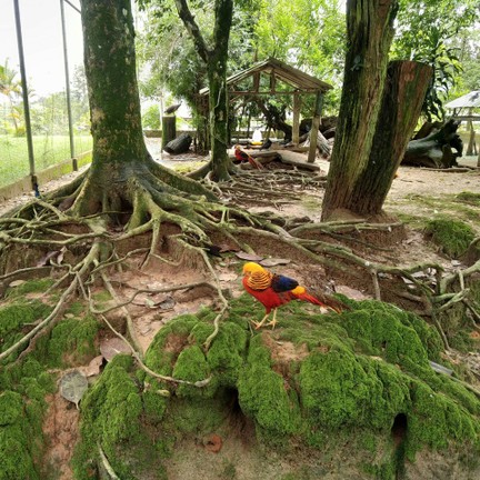 สวนสัตว์เปิดเขาค้อ