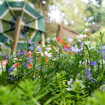 สวนแม่ฟ้าหลวง