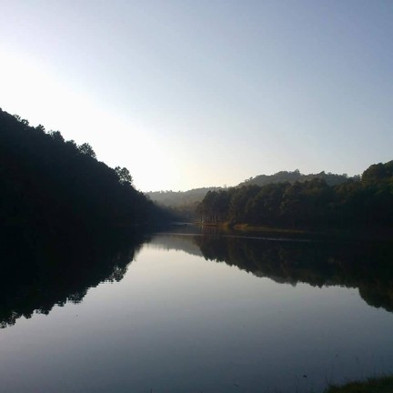 วิวต้นสนสวยๆ