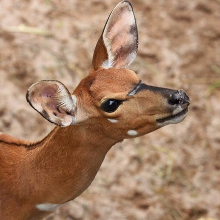 สวนสัตว์เปิดเขาเขียว (เขาเขียวไนท์ซาฟารี)