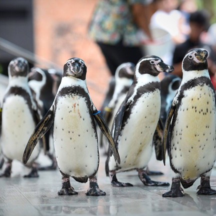 สวนสัตว์เปิดเขาเขียว (เขาเขียวไนท์ซาฟารี)