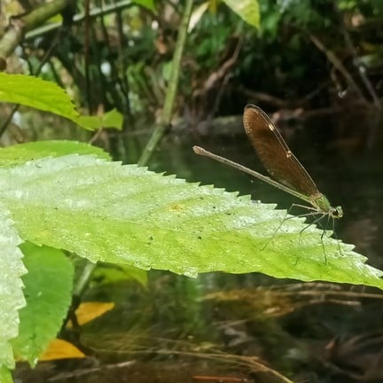 ป่าต้นน้ำบ้านน้ำราด