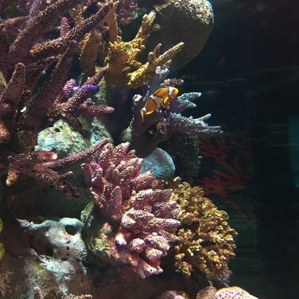 Sea Life Bangkok Ocean World