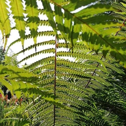 สวนแม่ฟ้าหลวง