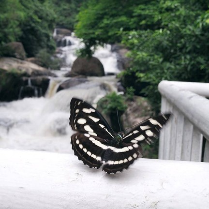 น้ำตกนางรอง