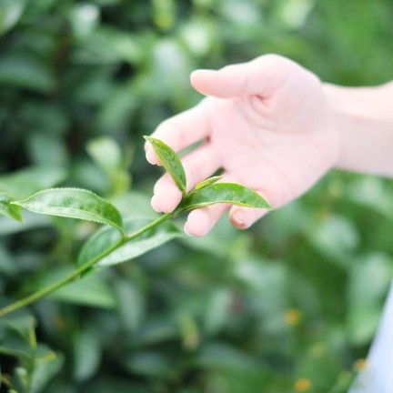 ไร่ชา 101 แม่สลอง