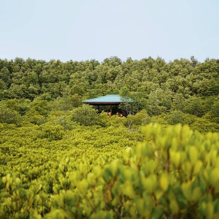 ทุ่งโปรงทอง