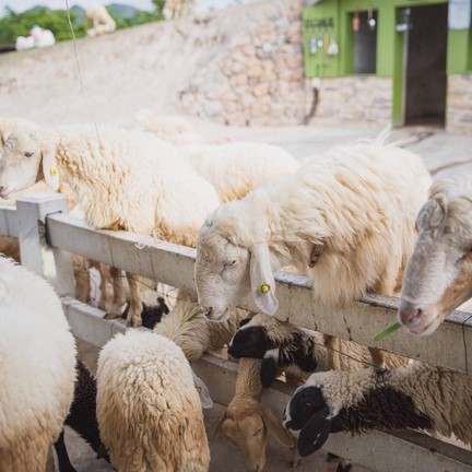 1000Sook Food and Farm