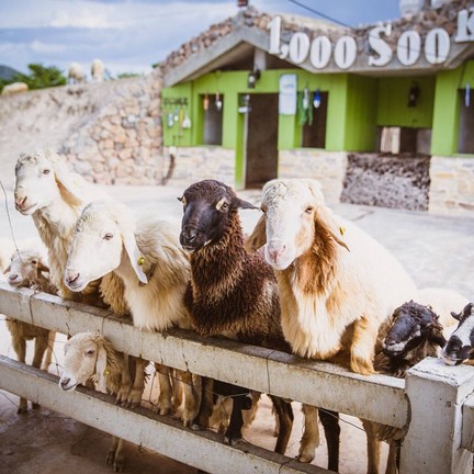 1000Sook Food and Farm