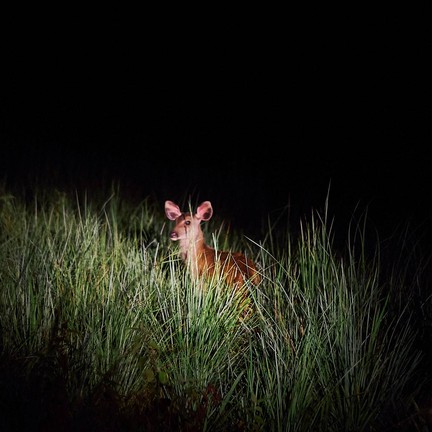 อุทยานแห่งชาติทุ่งแสลงหลวง