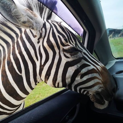 สวนสัตว์เปิด ซาฟารี ปาร์ค