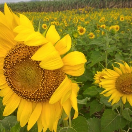 ทุ่งทานตะวันเขาจีนแล