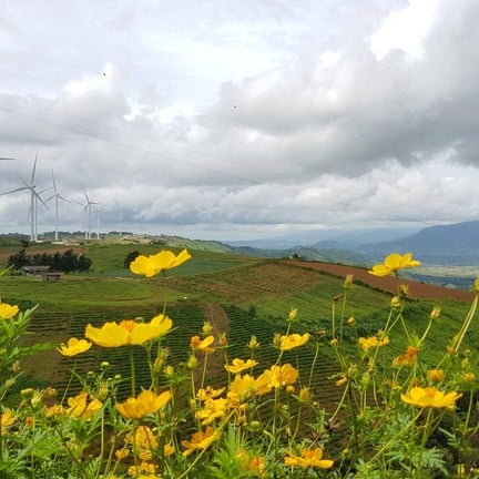 ทุ่งกังหันลม เขาค้อ