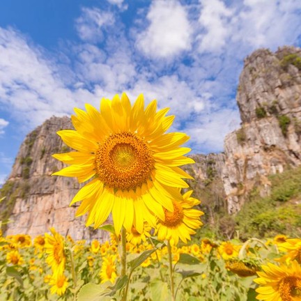 เนินมะปราง