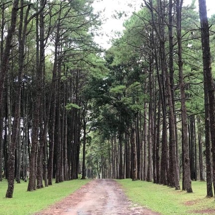 สวนสนบ่อแก้ว