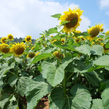 ม่อนแจ่ม