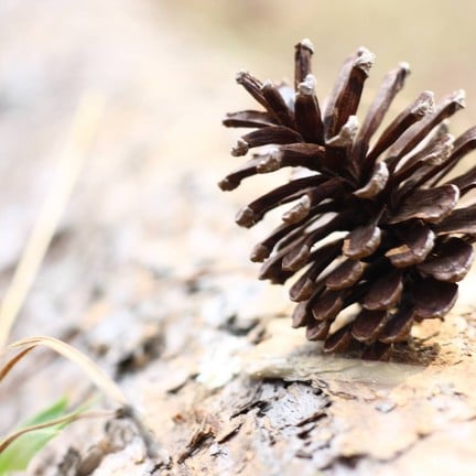 ลูกสนในสวนสน