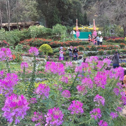 ดอกไม้สีสันสดใส