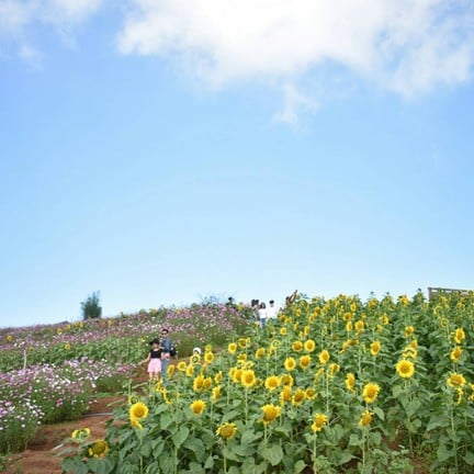 ม่อนแจ่ม