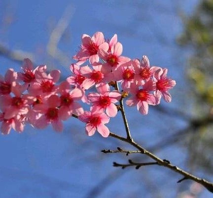 ศูนย์วิจัยเกษตรหลวงเชียงใหม่ (ขุนวาง)