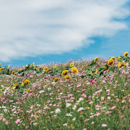 ม่อนแจ่ม