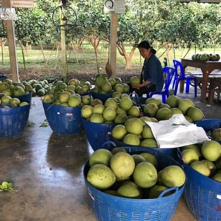 สวนส้มโอโชคชัย