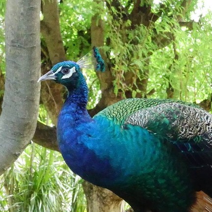 สวนนกชัยนาท