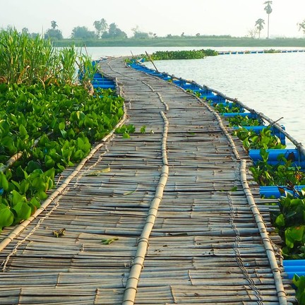 บึงกระจับใหญ่