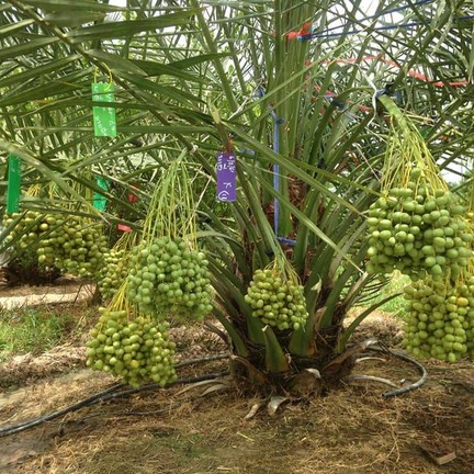 สวนวัฒนะโชติ