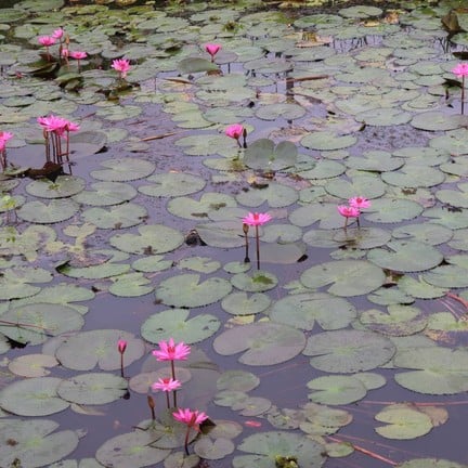 ทะเลน้อย