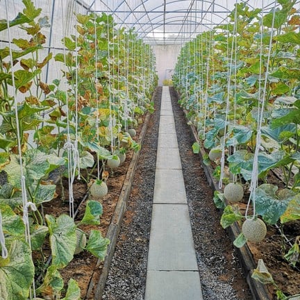 ฟาร์มเมล่อน