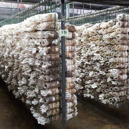 วังน้ำเขียวฟาร์ม