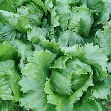 สวนลุงไกร