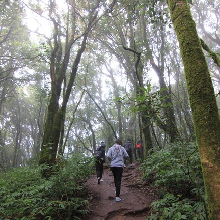 เส้นทางศึกษาธรรมชาติกิ่วแม่ปาน