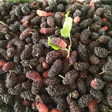 สวนลุงไกร