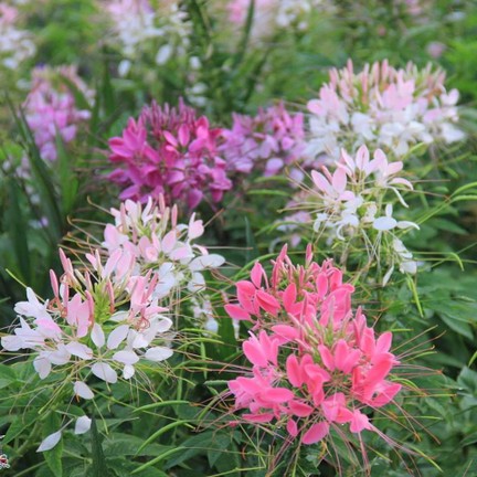 จุดชมวิวเขาค้อ