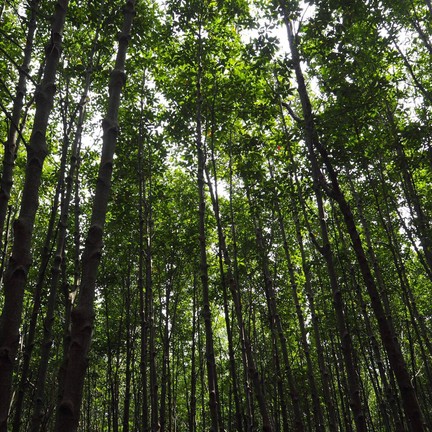 ศูนย์ศึกษาการพัฒนาอ่าวคุ้งกระเบน (ป่าชายเลน)