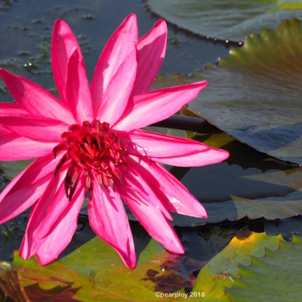 ตลาดน้ำทุ่งบัวแดง ณ บางเลน