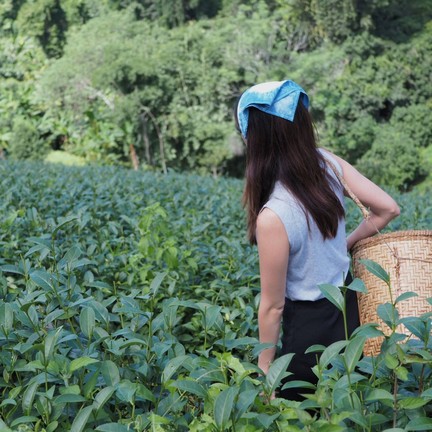 ไร่ชาลุงเดช