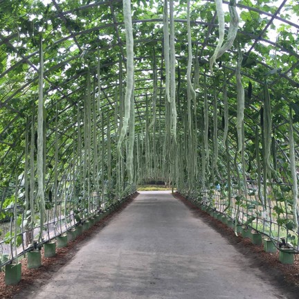 อุทยานหลวงราชพฤกษ์