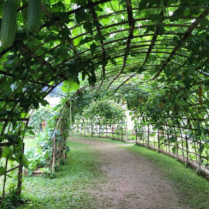 สวนพฤกษศาสตร์สมเด็จพระนางเจ้าสิริกิติ์