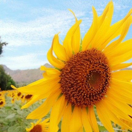 ทุ่งทานตะวันเขาจีนแล